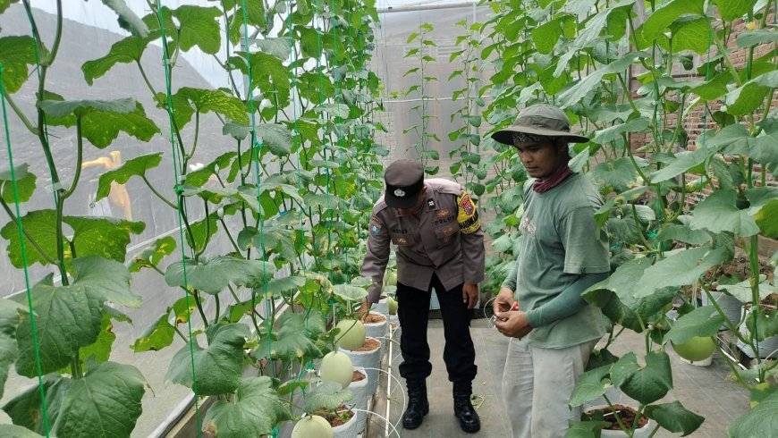 Green House Melon Jadi Inspirasi Ketahanan Pangan, Bhabinkamtibmas Desa Tawangrejo Berikan Pendampingan kepada Petani
